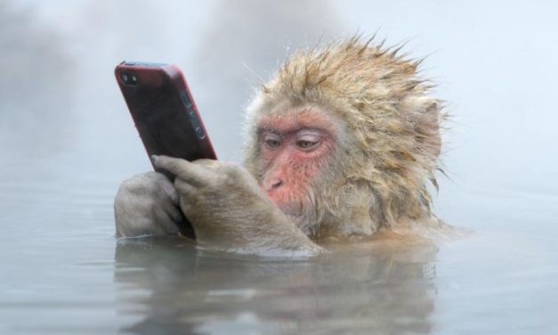 „Passzold vissza tesó!” avagy mobiltelefonnal a csimpánzokért és a gorillákért!